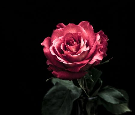 Solitary rose against black background with room on left for textの写真素材