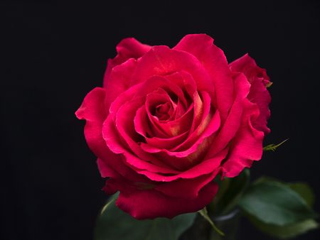 red rose against black background with room for text on leftの写真素材