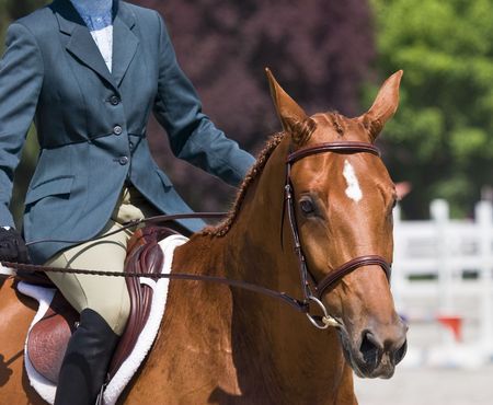 stallion ready to competeの写真素材