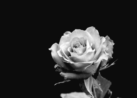 Rose in Black and Whiteの写真素材