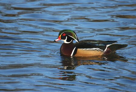 wood duckの写真素材