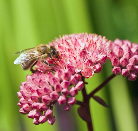 busy bee gathering pollenの写真素材