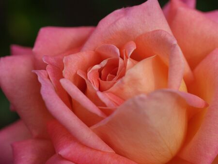 soft pink and orange colored  rose の写真素材