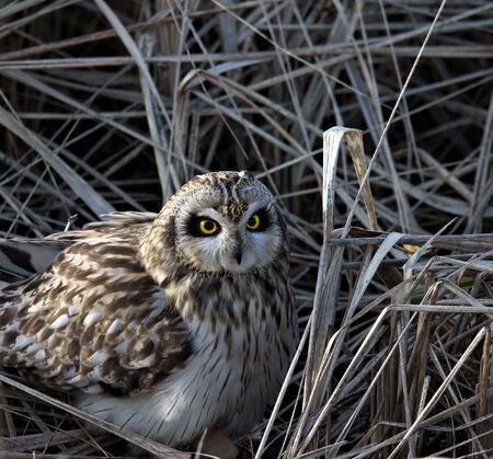 short eared owl hiding in wild grassesの写真素材