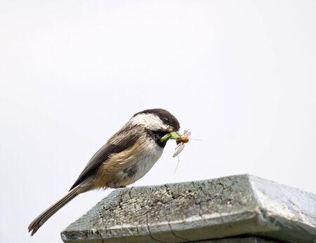 chickadee with food for its youngの写真素材