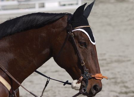 headshot of horse and showjumping competitonの写真素材