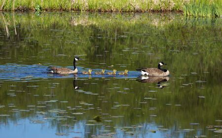 family of geese swimming の写真素材
