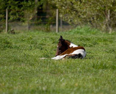 new born colt in local pastureの写真素材