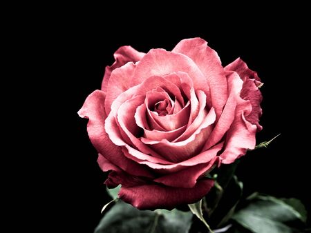 Solitary rose against black backgroundの写真素材