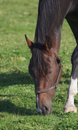 stallion grazing in pasture of a local ranchの写真素材