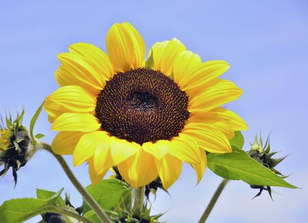 sunflower against blue skyの写真素材