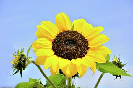 sunflower against blue skyの写真素材