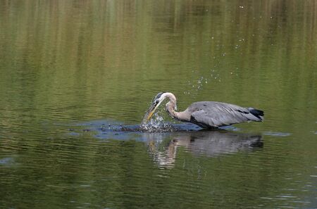 great blue heron catching a fishの写真素材