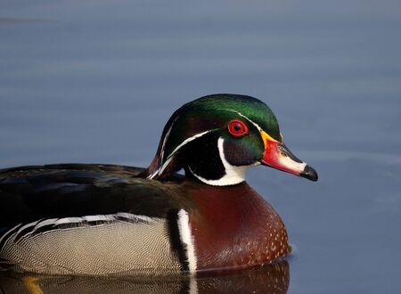 wood duck at Burnaby lakeの写真素材