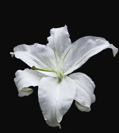 white lily against black backgroundの写真素材