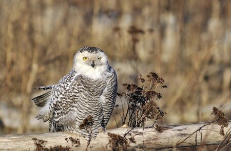 Snowy Owl at Boundary Bayの写真素材