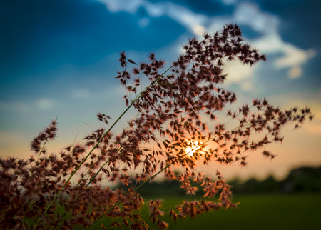 Grass flowers at sunset の写真素材