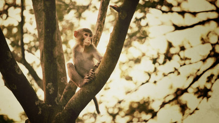 monkey on a treeの写真素材
