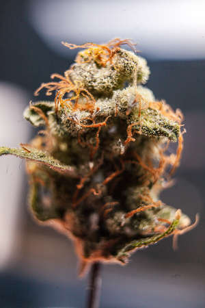 hemp, cannabis, macro photography effectively, indica variety, smoking cultureの写真素材