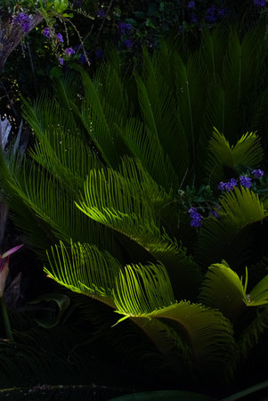 Lush tropical foliage illuminated by soft sunlight, creating a vivid contrast between bright green palm leaves and deep shadows.の写真素材