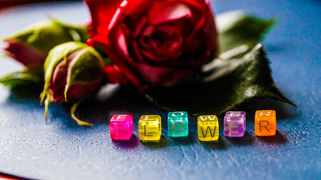 Little red rose with decoration cubes word flower on the table.の写真素材