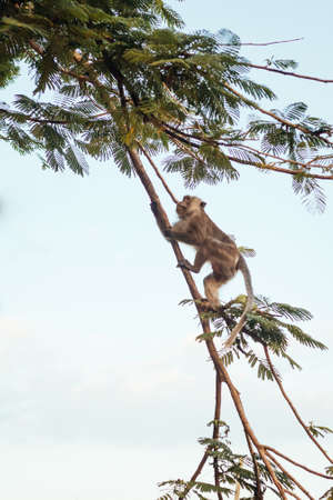Macaque monkey climbing on a tropical tree in Thailand, Asia