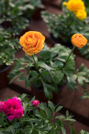 Orange, pink and yellow ranunculus or buttercupsの写真素材