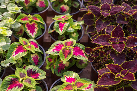 Coleus blumei or painted nettle growing in pots in greenhouseの写真素材