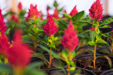 Blooming pink celosias flower heads