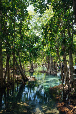 Mangrove forest with emerald pool in Krabi, Thailandの写真素材