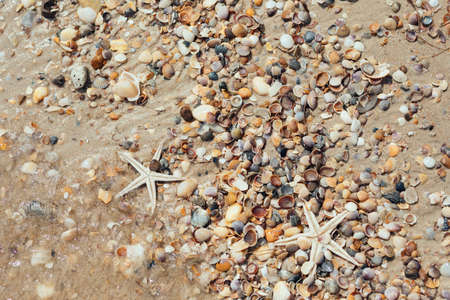 Starfish on the beach together with small seashellsの写真素材