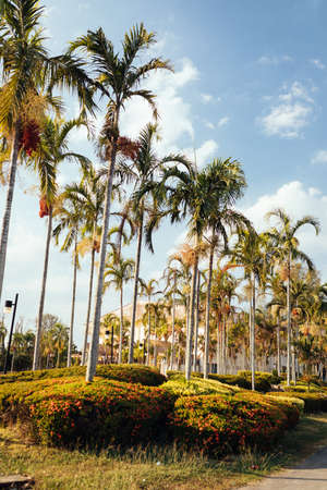 Palm trees planted in cityの写真素材