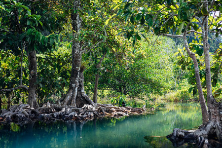 Mangrove forest with emerald pool in Krabi, Thailandの写真素材