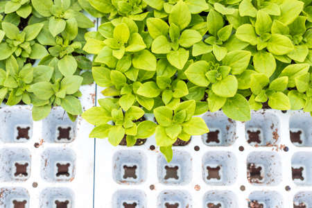Petunia seedlings prepared to be replanted to potsの写真素材