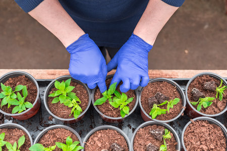 Woman gardener replanting petunia seedlings into plant potsの写真素材