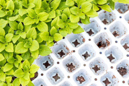 Petunia seedlings prepared to be replanted to potsの写真素材
