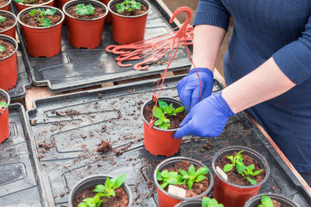 Woman gardener replanting petunia seedlings into plant potsの写真素材