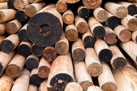 Birchwood stacked in a pileの写真素材