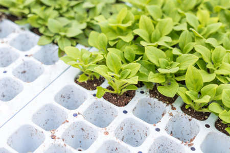 Petunia seedlings prepared to be replanted to potsの写真素材