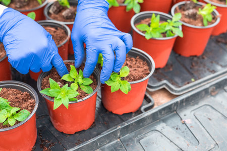 Woman gardener replanting petunia seedlings into plant potsの写真素材