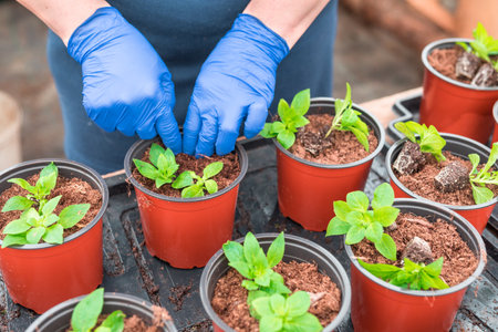 Woman gardener replanting petunia seedlings into plant potsの写真素材