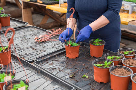 Woman gardener replanting petunia seedlings into plant potsの写真素材
