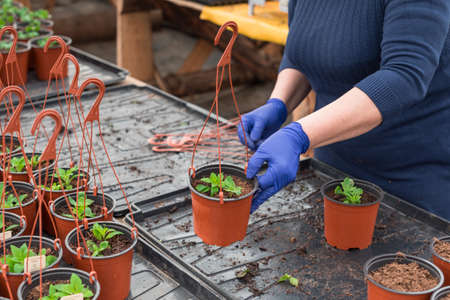 Woman gardener planting petunia seedlings into hanging potsの写真素材