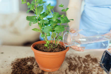 Watering a repotted mint impatiens in a brown plant potの写真素材