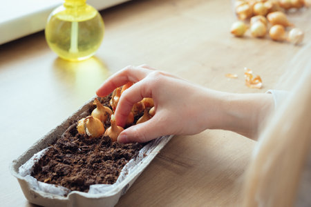Planting small onions into a reused egg carton to grow green onions at home. Step by step tutorialの写真素材
