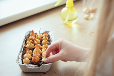 Planting small onions into a reused egg carton to grow green onions at home. Step by step tutorial...