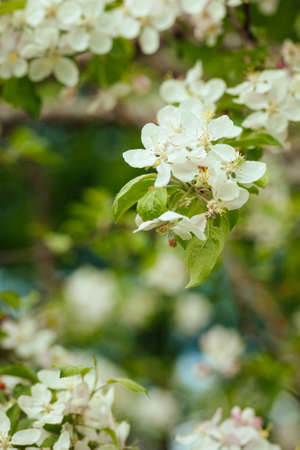 Apple tree branch with white flowers, blooming in springの写真素材