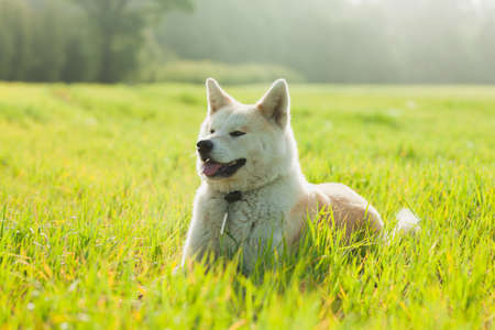 Japanese Akita Inu dog in a green field during summertimeの写真素材