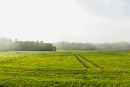 Green wheat field growing near forest, morning sun and mistの写真素材