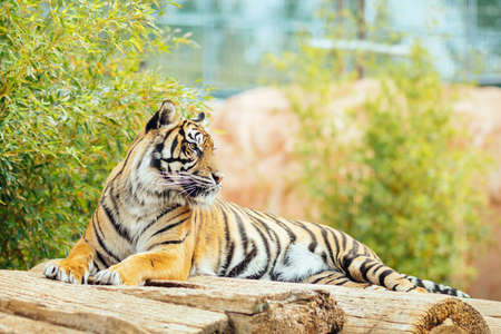 Tiger lying and resting at the zoo with green shrubs on the backgroundの写真素材